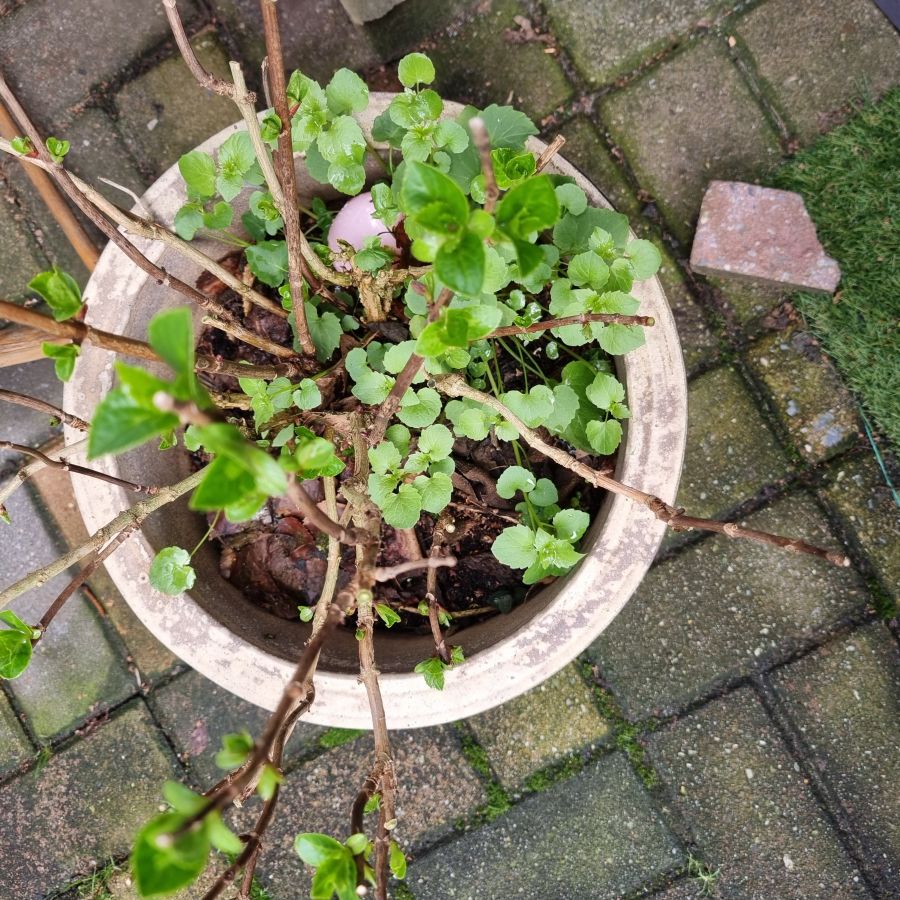 Afbeelding van het blog