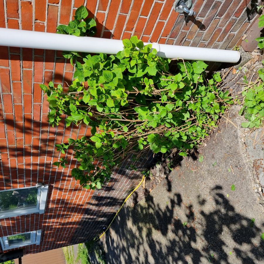 Afbeelding van het blog