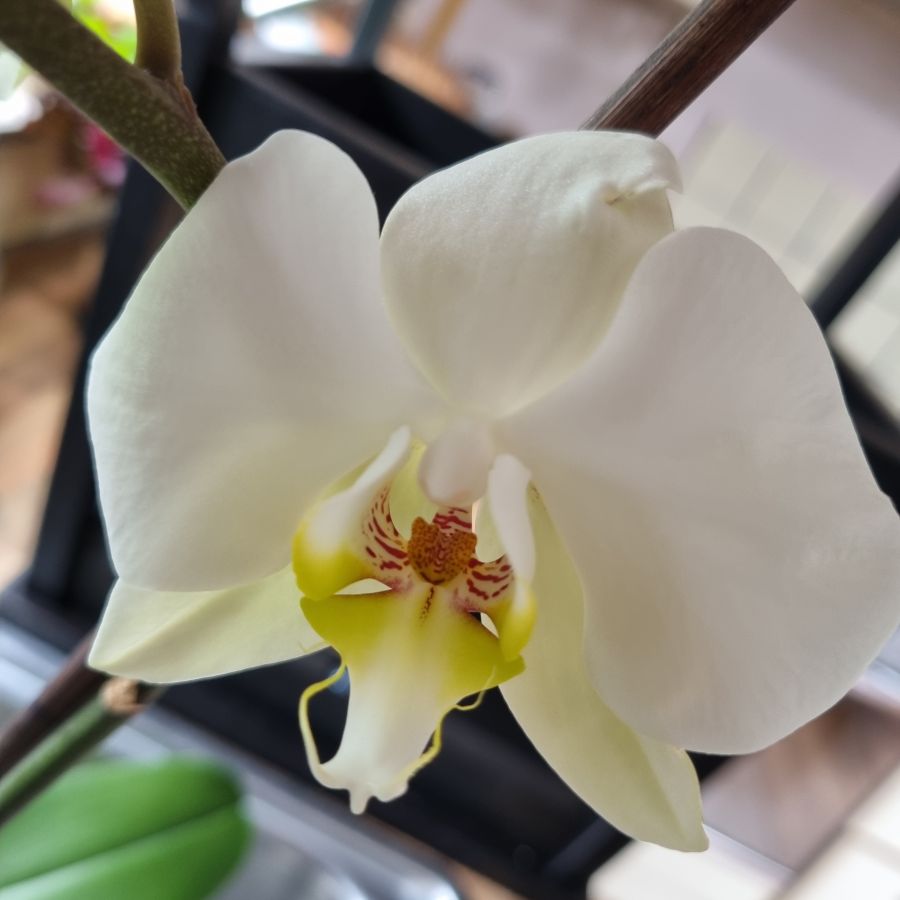 Afbeelding van het blog