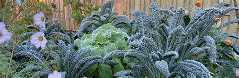 Moestuin december