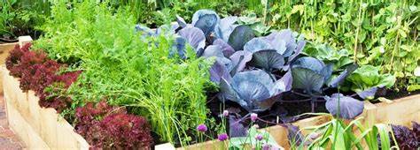 Moestuin juni