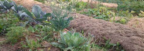 Moestuin november