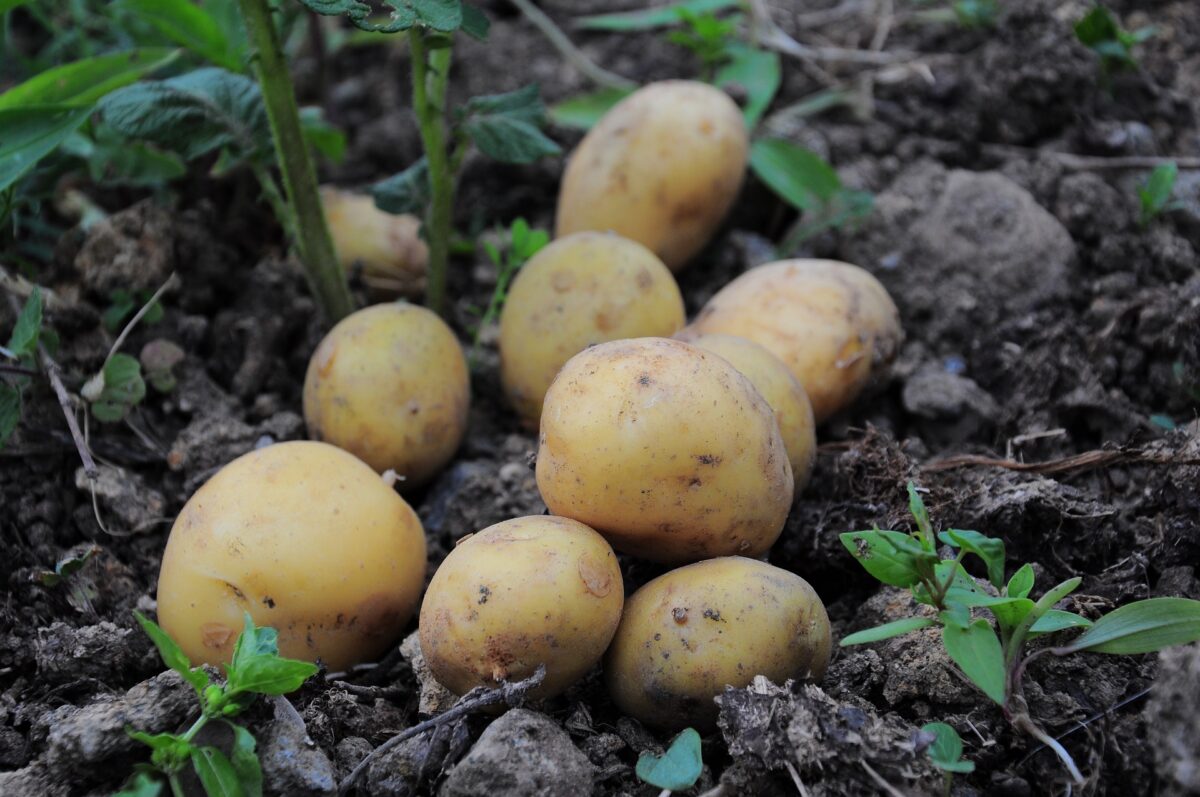 Aardappelen