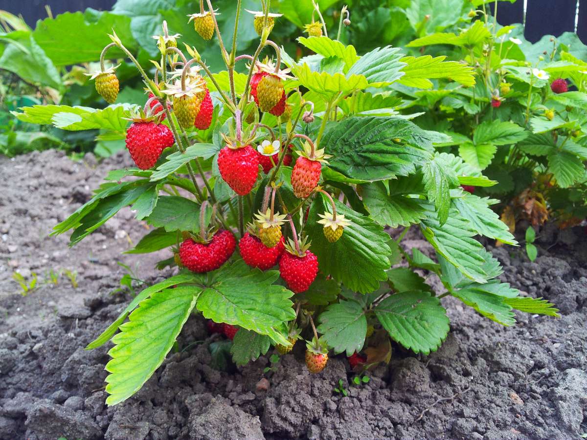 Aardbei