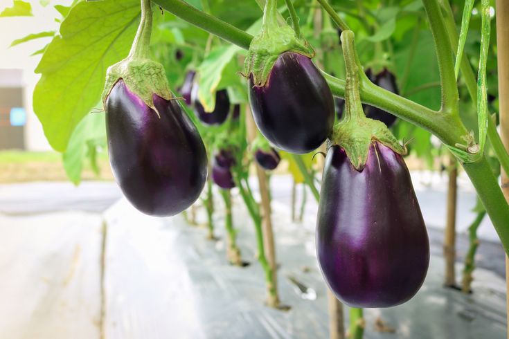 Aubergine