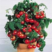 Cherrytomaatred