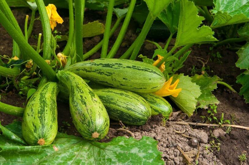 Courgette