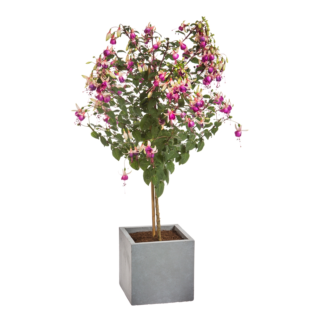fuchsia-op-stam