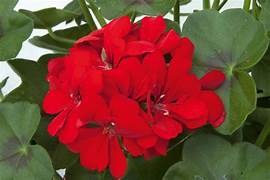 Geranium