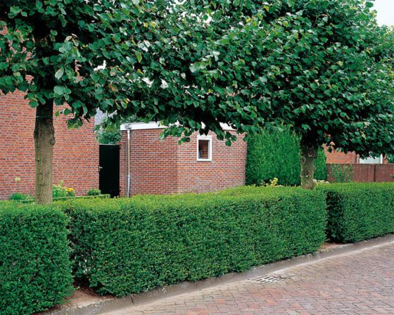 Haagliguster
