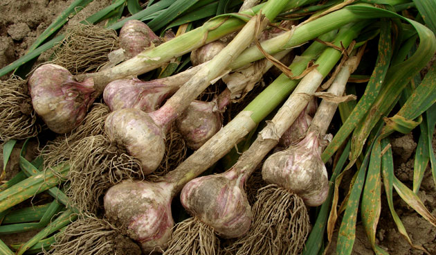 Knoflook