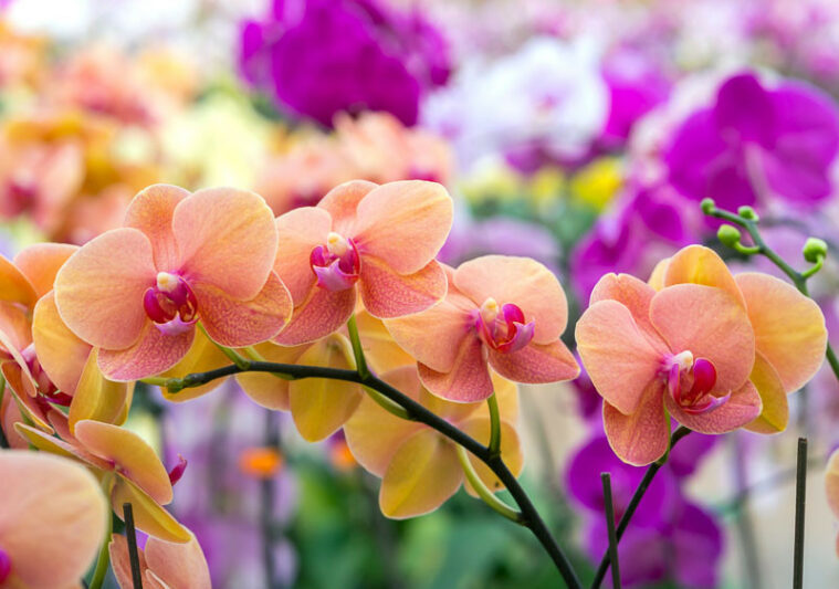 Orchideeën
