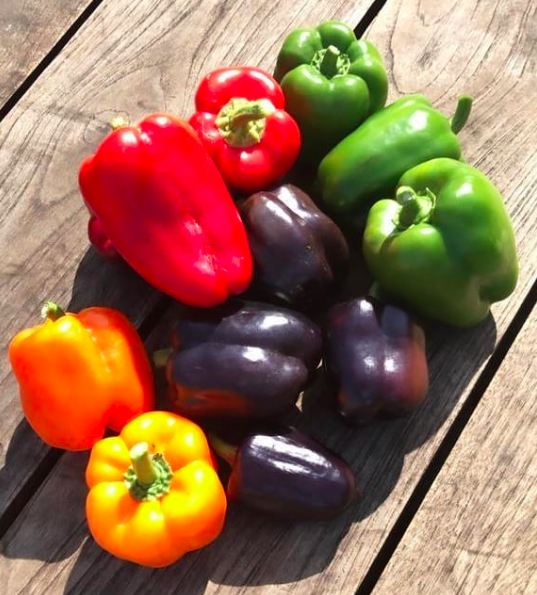 Paprika