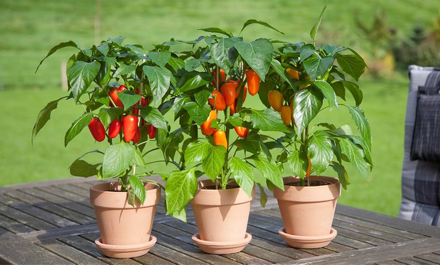 snack-paprika