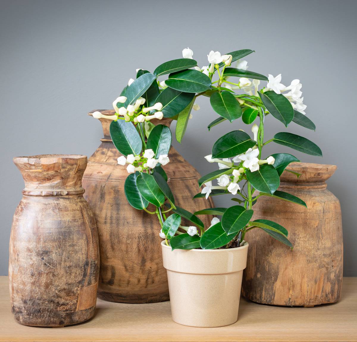Stephanotis