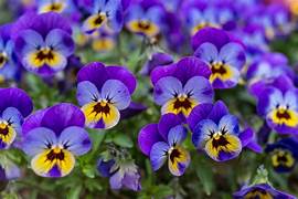 Violen