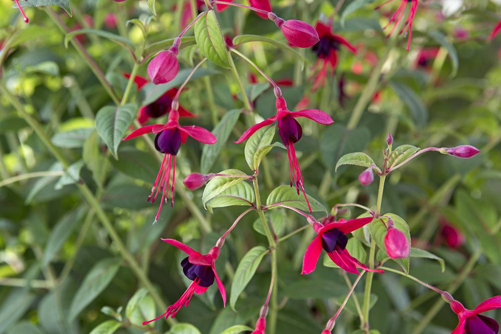 winterharde-fuchsia