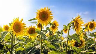 Zonnebloem