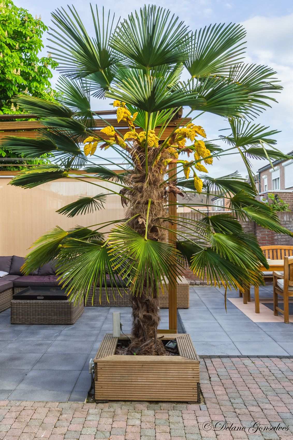 chinese-windmolen-palm