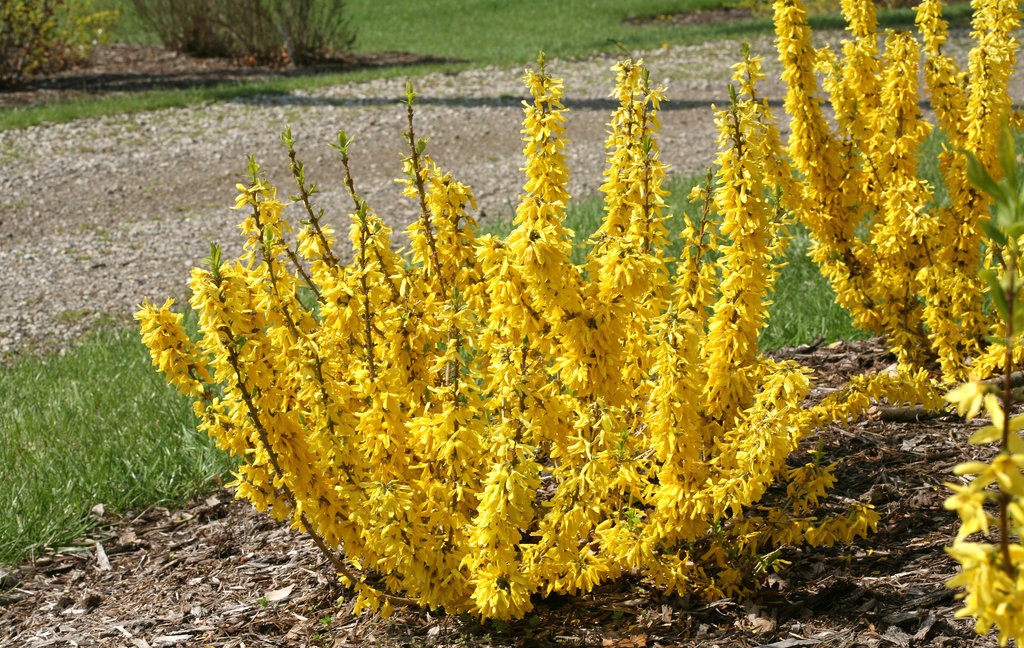 Forsythia