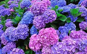 Hortensia
