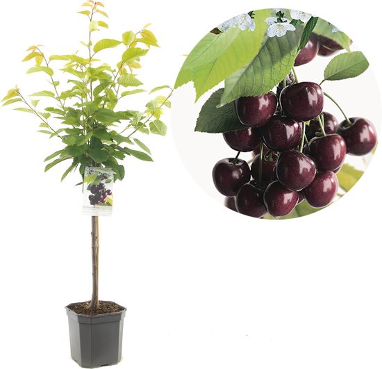 Kersenboom laagstam