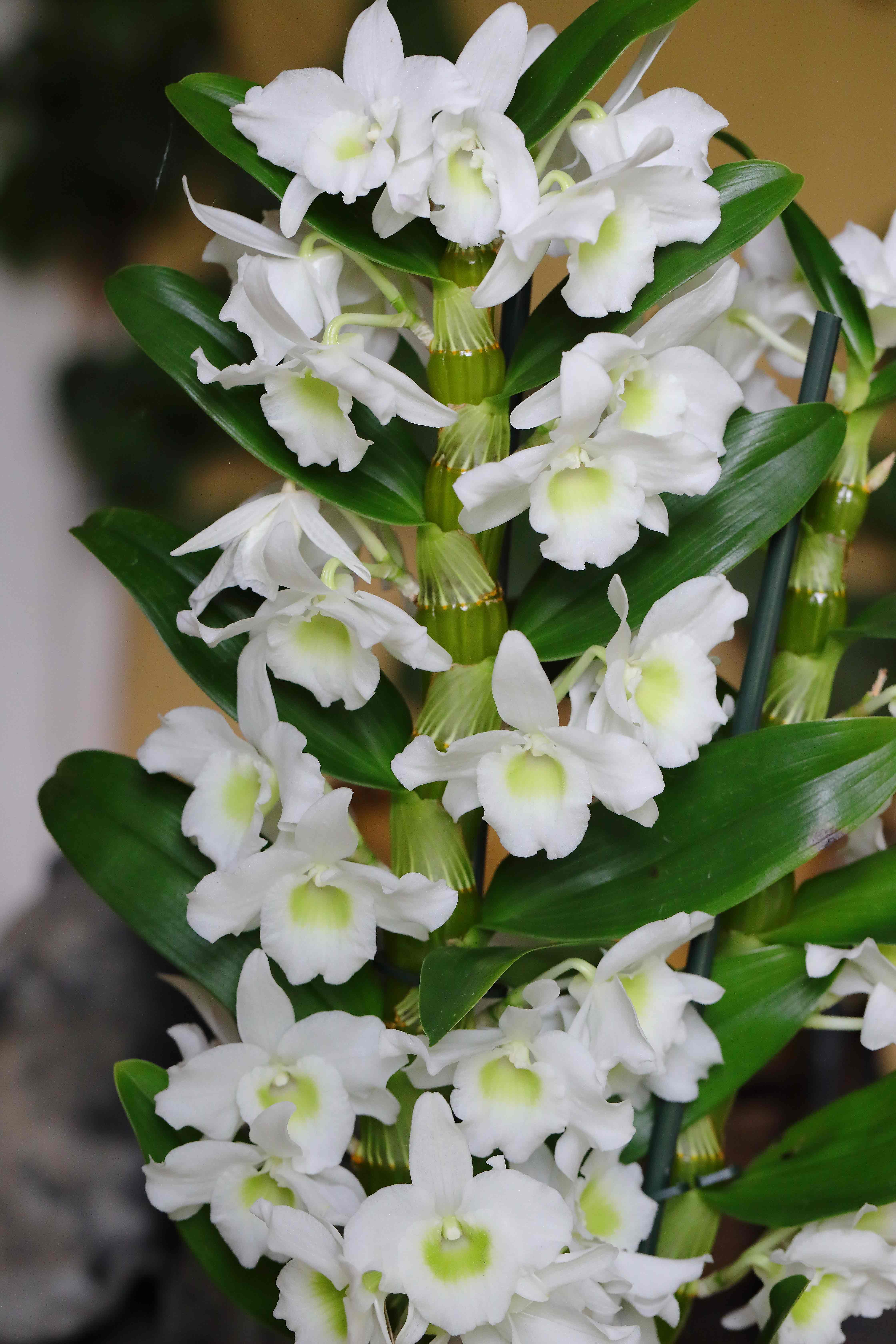 Dendrobium