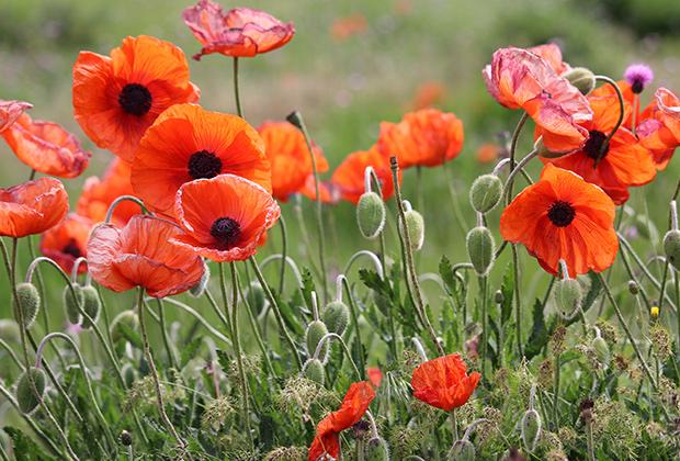 papaver-klaproos