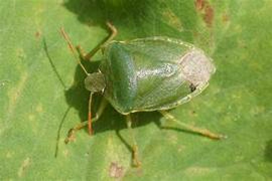 Groene Schildwansen