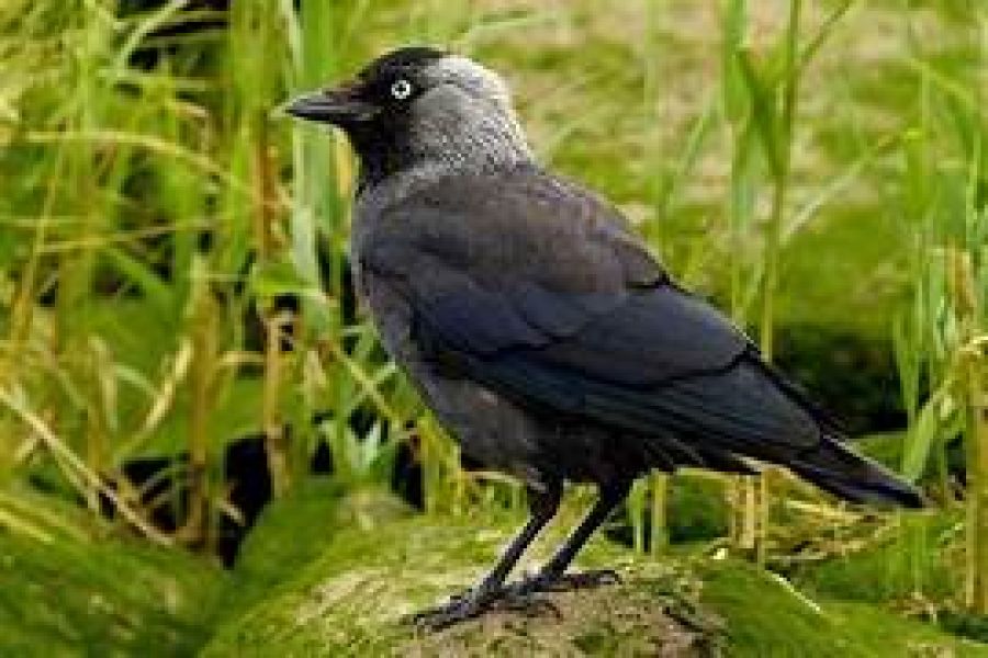 Kauwen