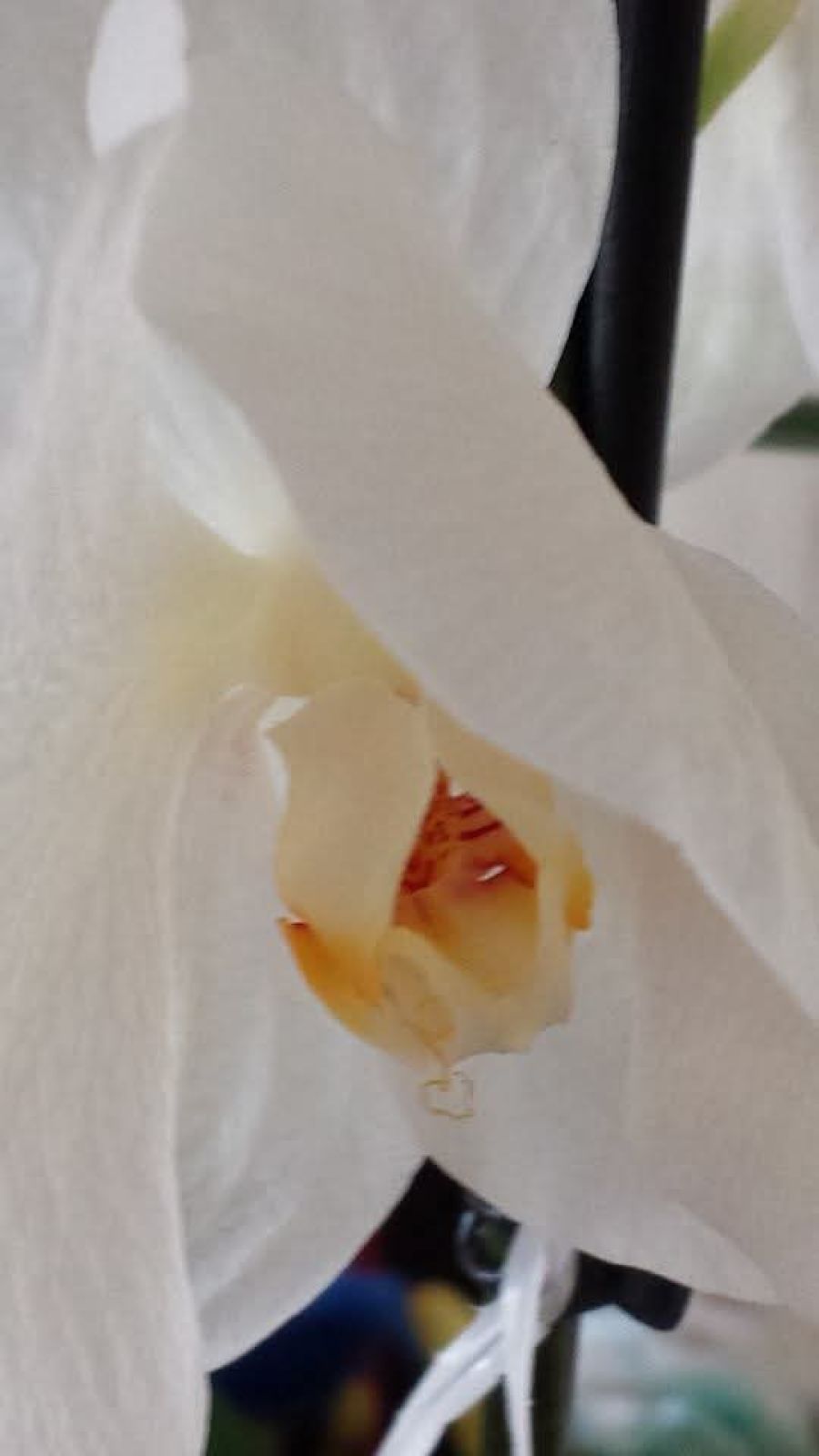 Afbeelding van het blog