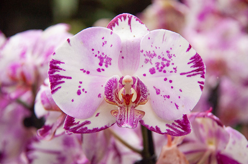 Phalaenopsis