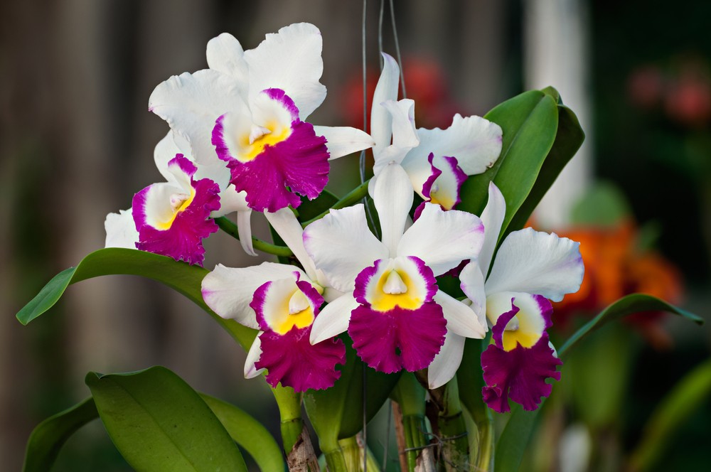 Cattleya