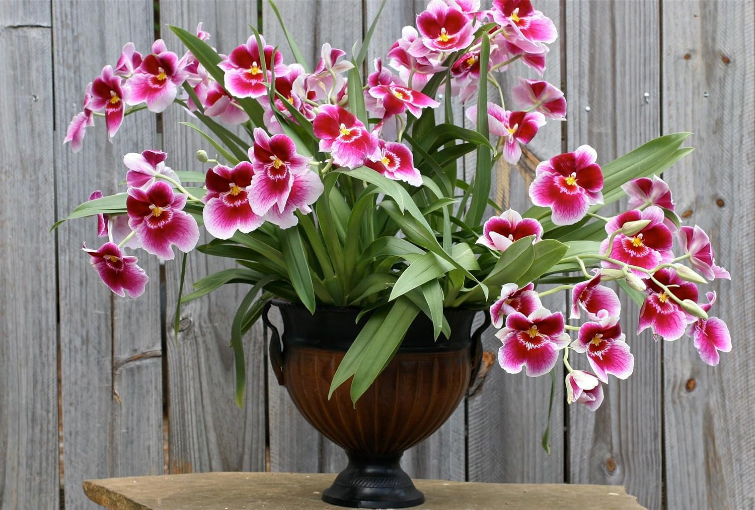 Miltonia