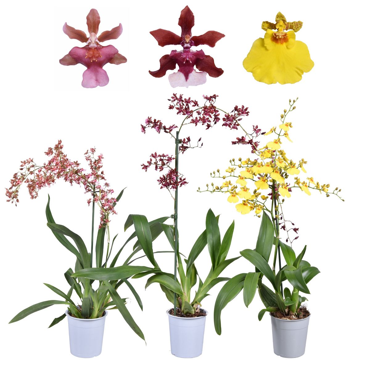 Oncidium