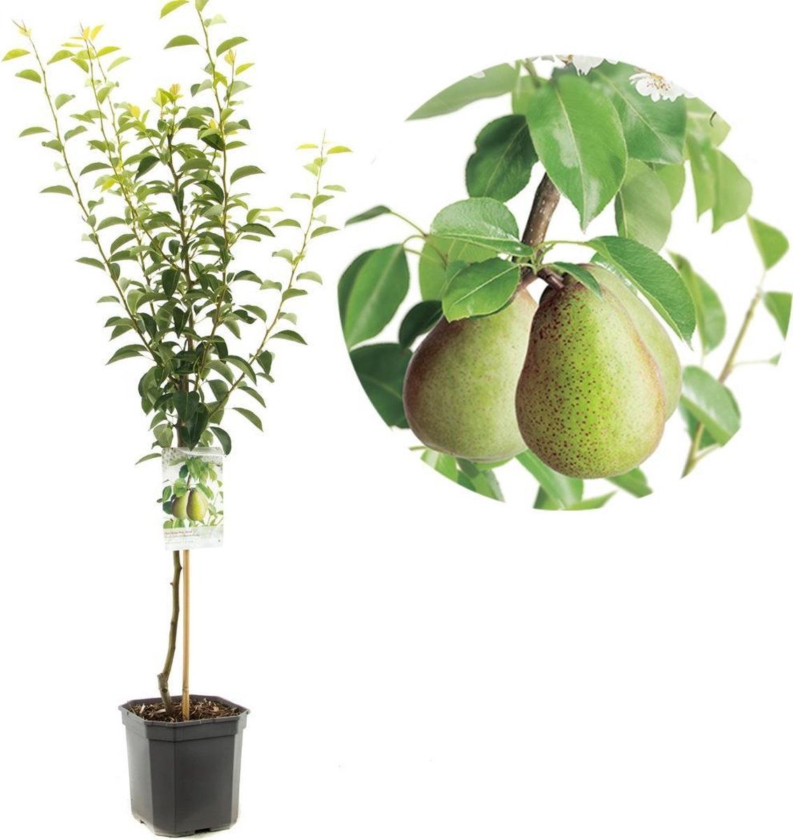 Beurré Hardy perenboom